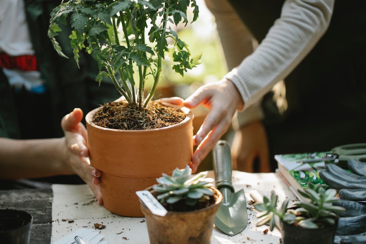 Crop anonymous female colleagues cultivating green plants in pots at table with spade in garden